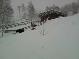 yak nella neve.jpg